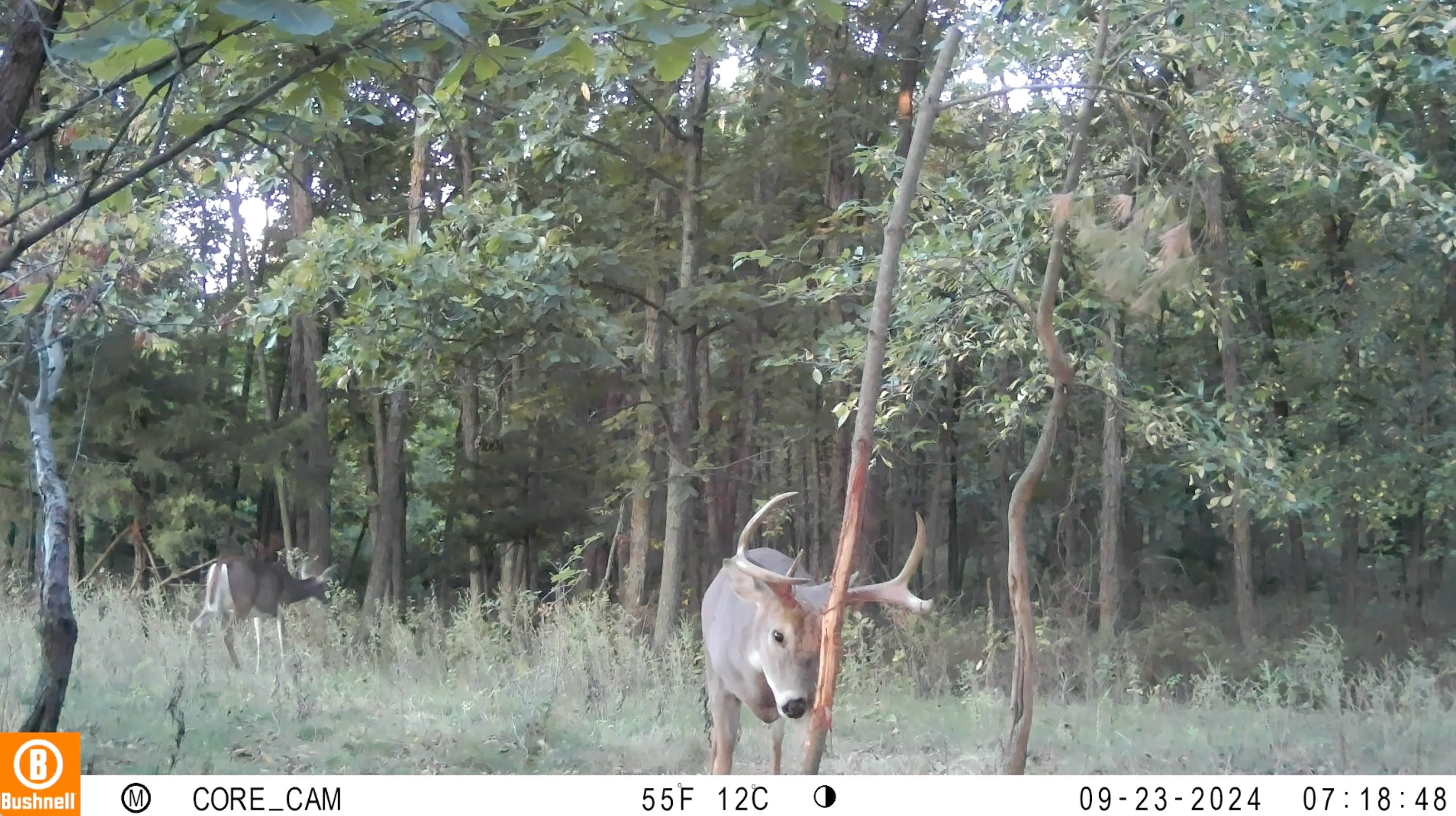 The Rub Tree System | Great for Scrapes Too! | Early Season - Post Rut