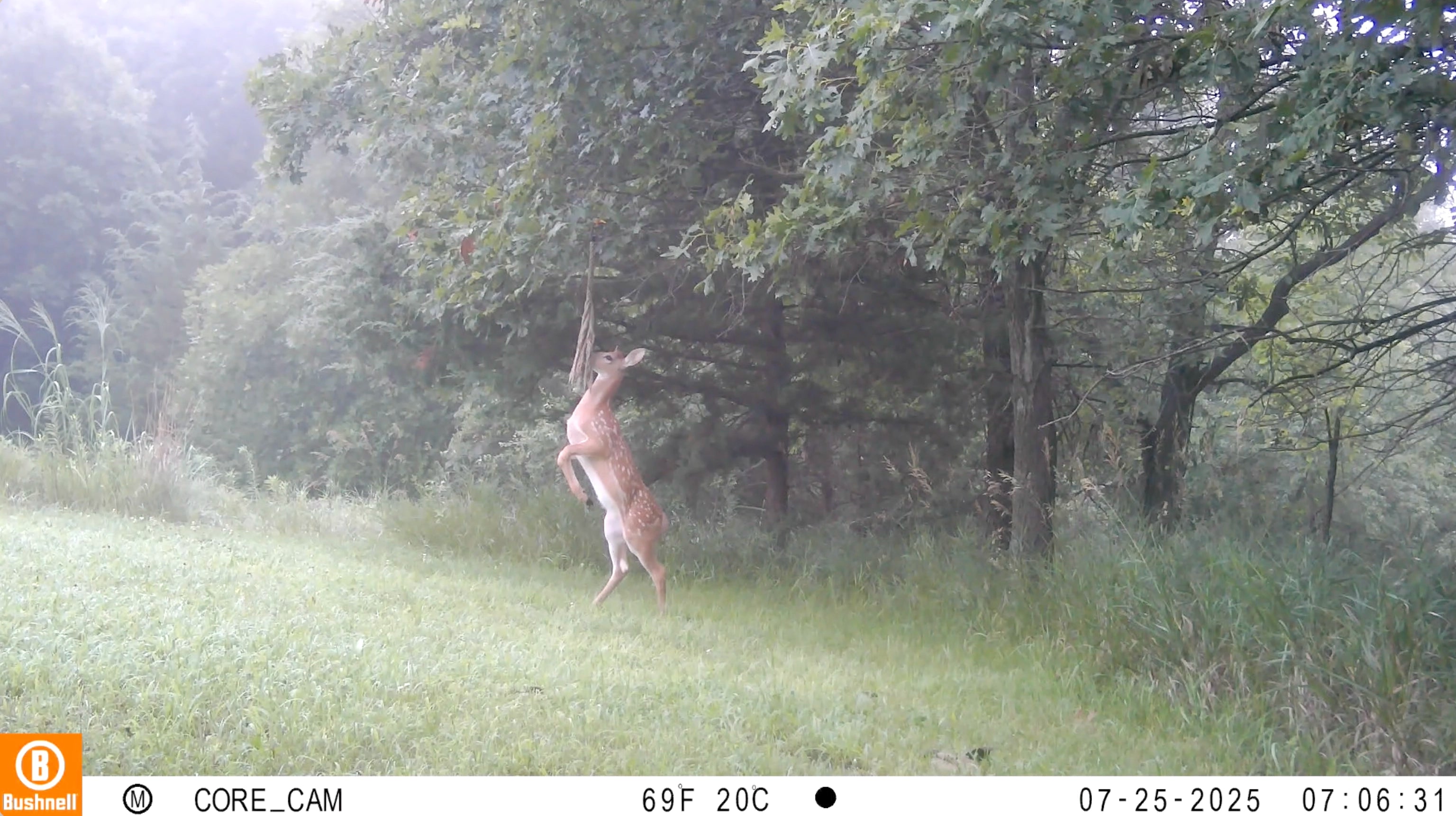 Scrape Queen | Doe Preorbital Gland