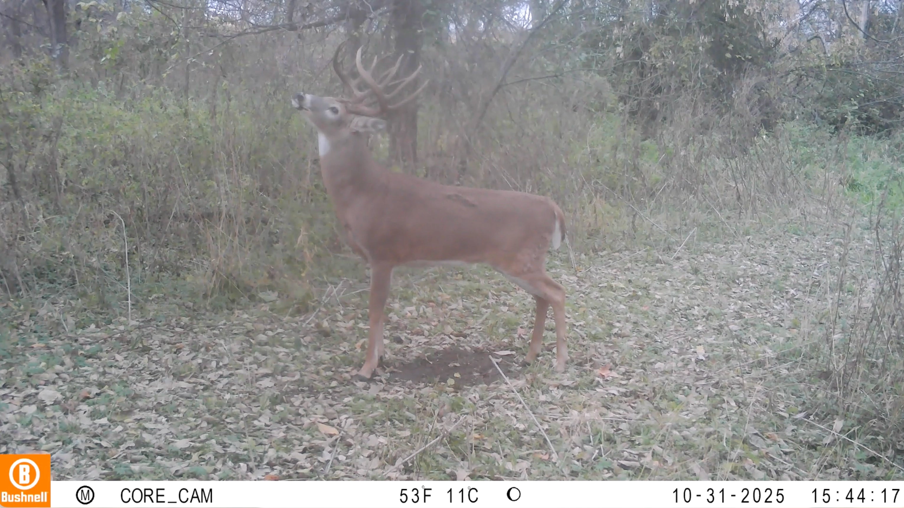 The Rut System | Peak Rut