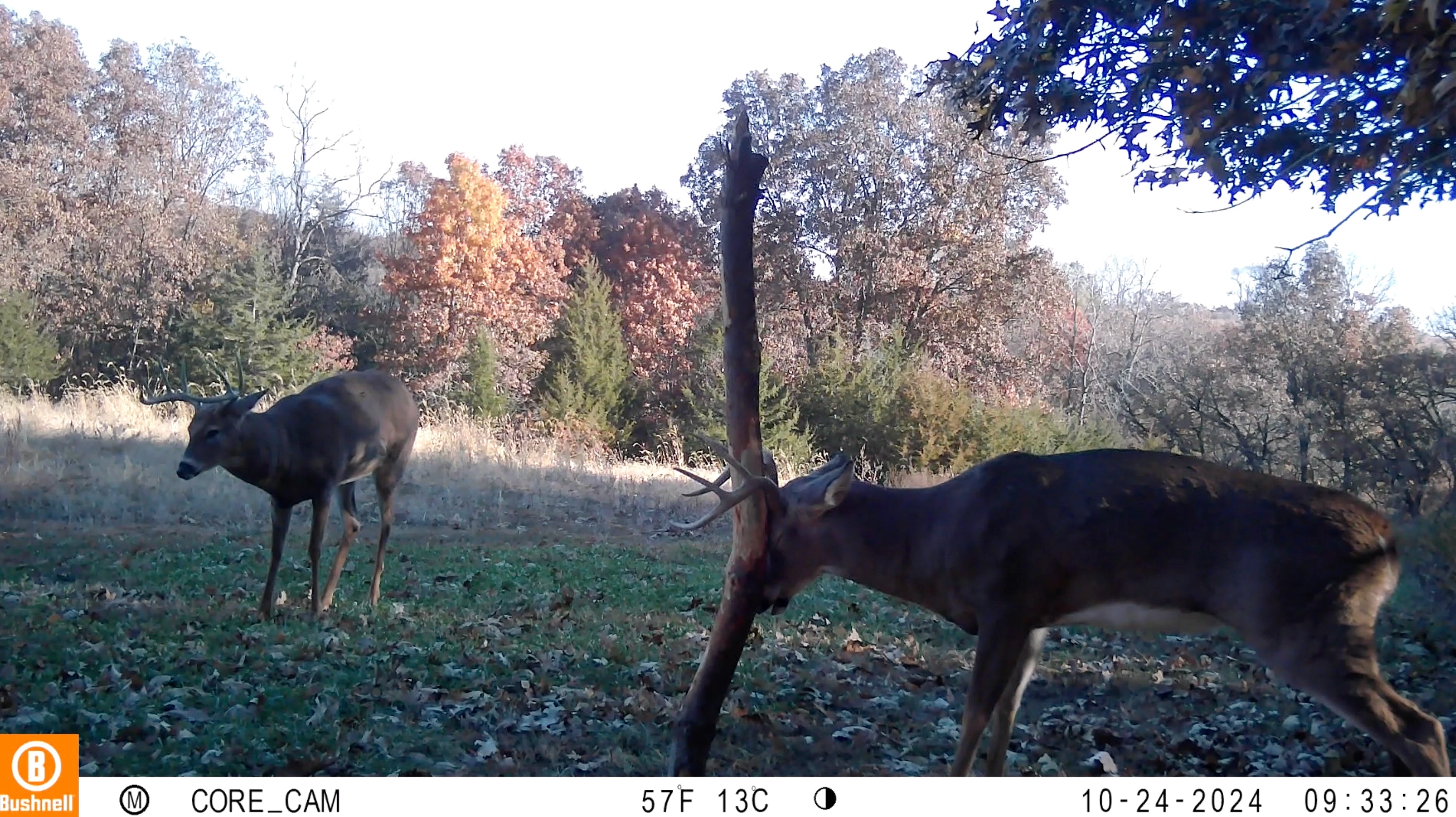 Buck Junkie | Buck Preorbital/Forehead/Salivary Glands