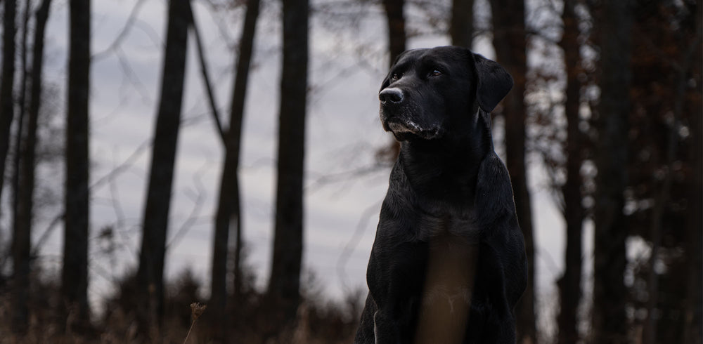 Raised Canines Raised Canines