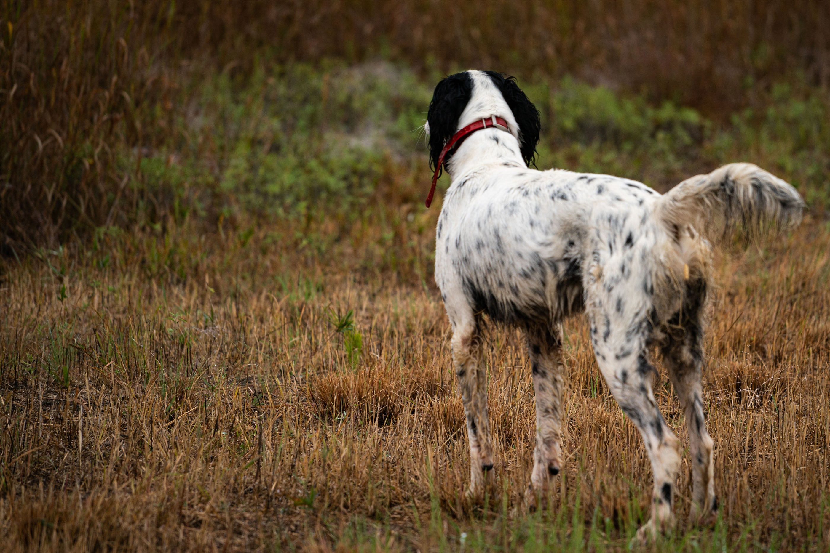 Raised Canines