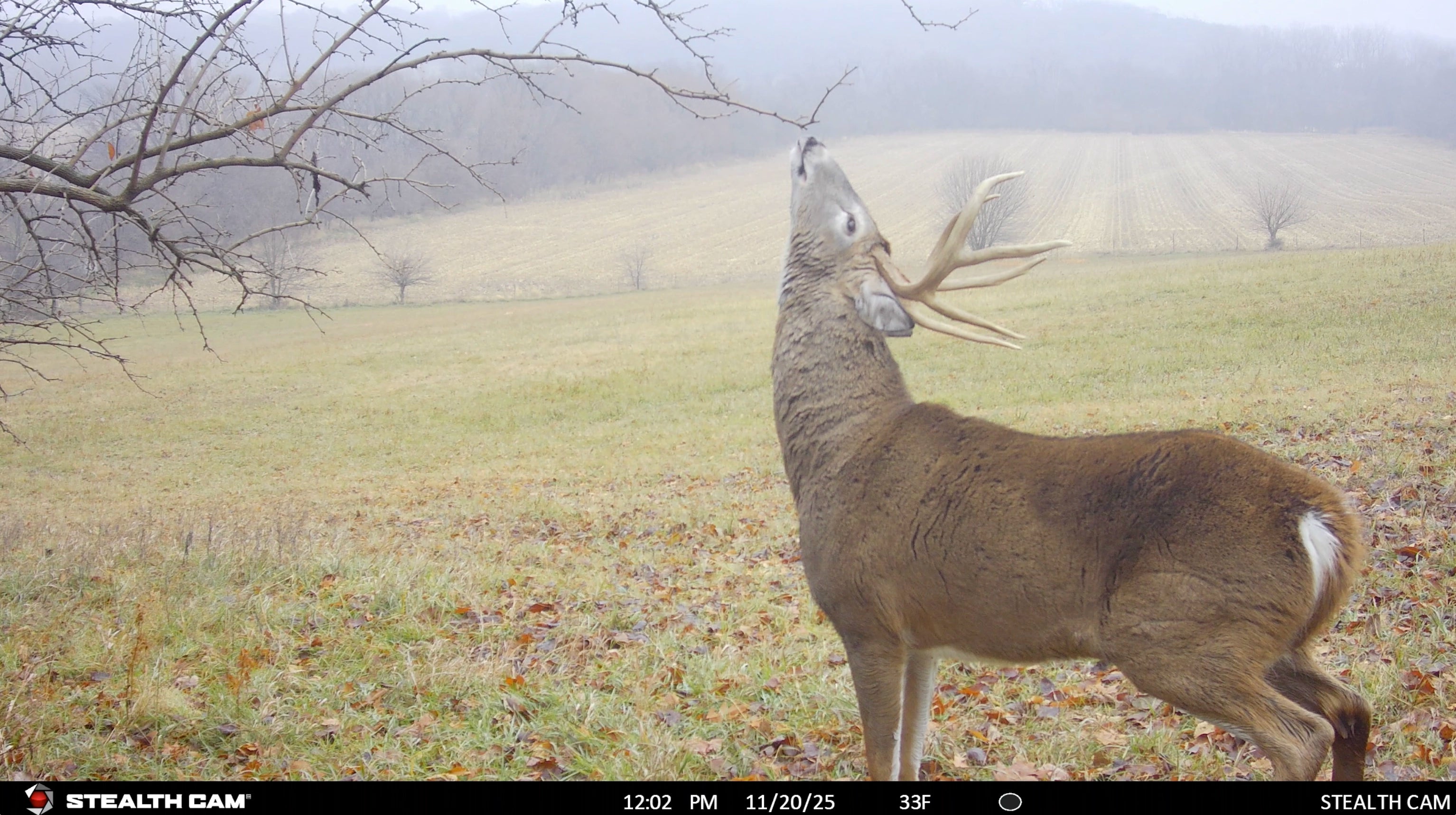 The Rut System | Peak Rut
