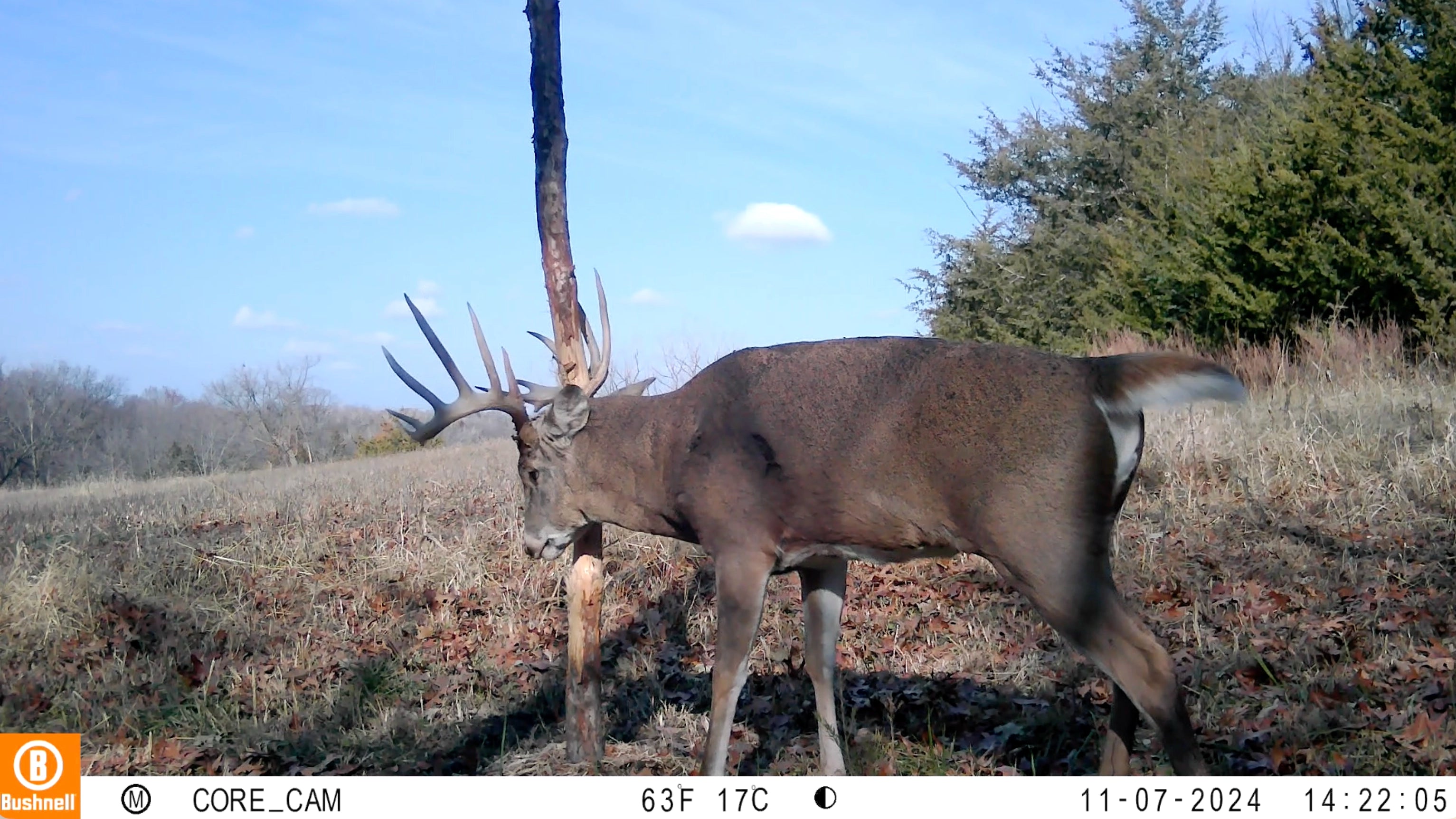 Buck Junkie | Buck Preorbital/Forehead/Salivary Glands